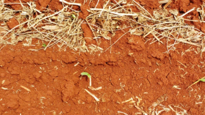 Plantio do milho está atrasado na Argentina, aponta BCBA