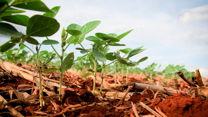 Produtores do Tocantins estão apreensivos e esperando novas chuvas para garantir boa safra de soja