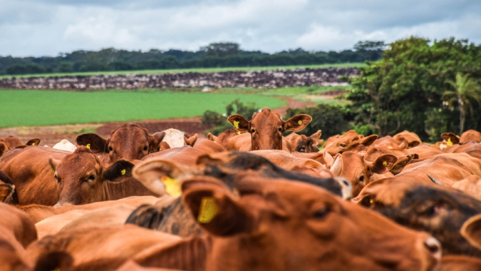 Semex Brasil realiza exportação de genética bovina para a Índia