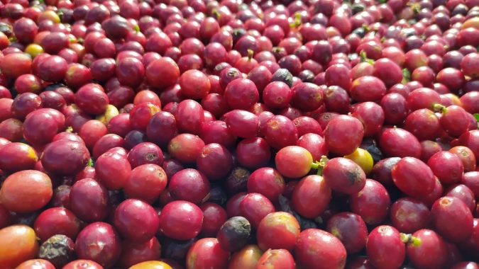 Preços do café podem romper níveis de 110 cents/lbp após finalização da colheita