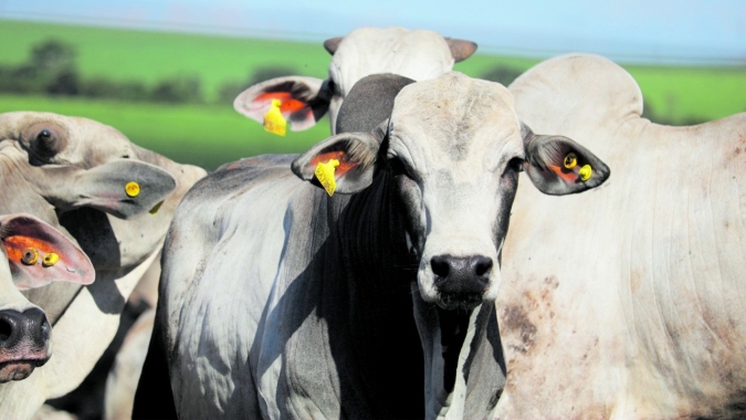Boi: reajuste da carne ficou para próxima semana e confirmação de novas altas ainda pode impactar @ bovina