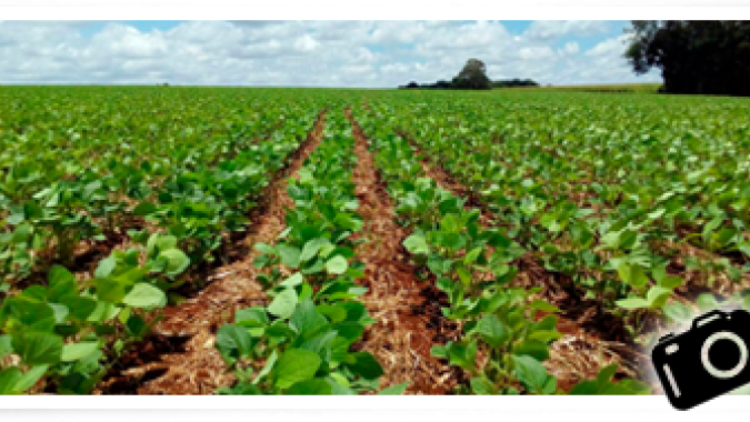 Brasil deve aumentar área de soja em 3% na nova safra apesar de custos elevados