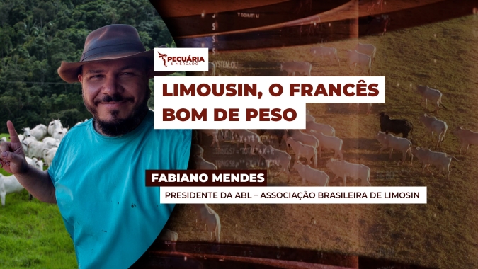 Precocidade e ganho de peso são as principais contribuições do Limousin para o rebanho brasileiro