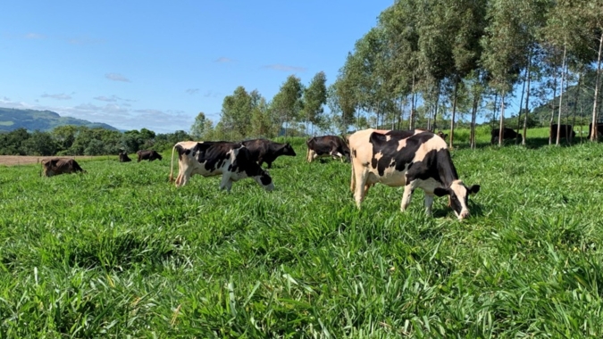 Fazenda eleva produção de leite em 50% após ajustes em manejo e ordenha