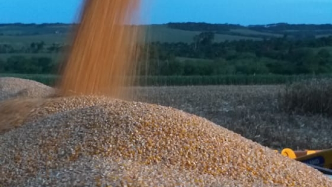 Rio Grande do Sul já colheu 70% do milho enquanto chuvas beneficiaram as lavouras ainda em campo