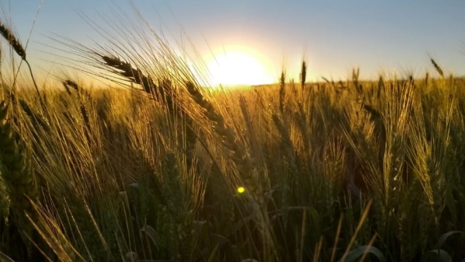 Emater aponta aumento na área plantada de trigo no RS, mas estima queda na produção e produtividade