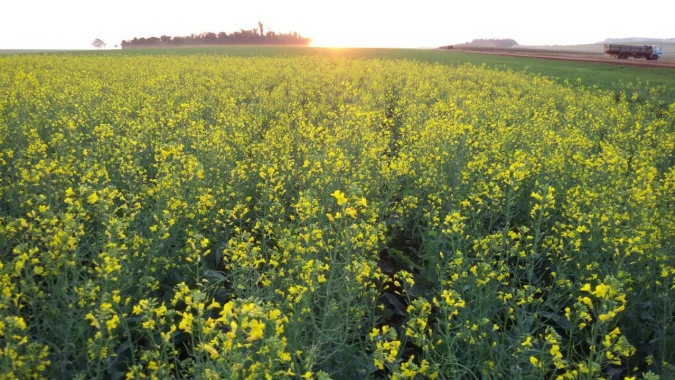 Clima adverso atinge safra de colza na Índia