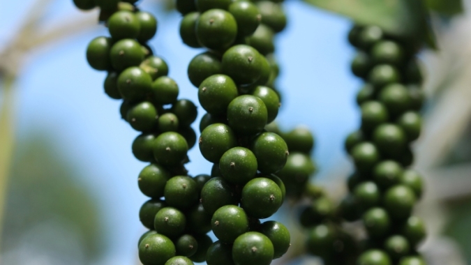 Calendário apresenta boas práticas para a produção da pimenta-do-reino