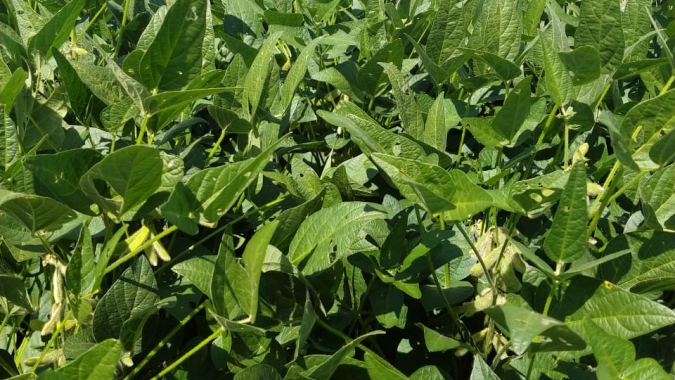 Safra de soja do Brasil precisa de mais chuvas para evitar novas perdas