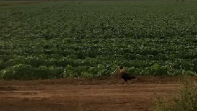 Avanço da fronteira agrícola muda prioridades do agro e amplia demanda por infraestrutura