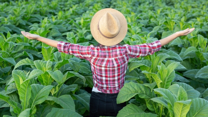 Rio Grande do Sul: Agronegócio e sua força na produção de Soja e Tabaco, por Implemar Peças
