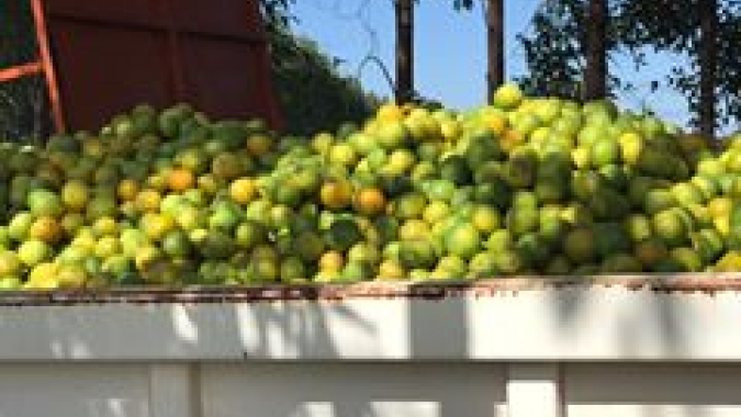 Citros: Fim de mês limita vendas de citros