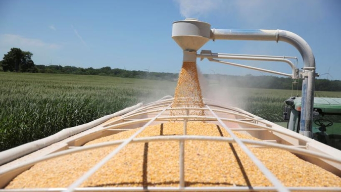 Imea indica recuperação no preço do milho em Mato Grosso