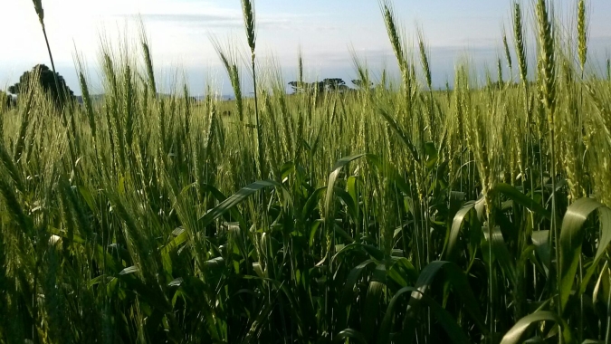 SC avança nas pesquisas para produção de cereais de inverno no Oeste