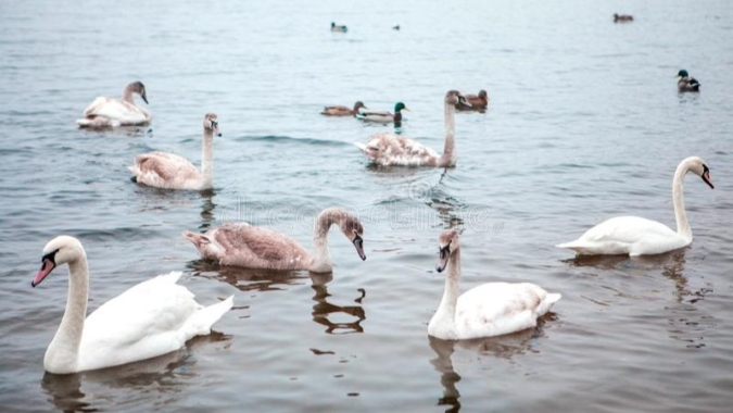 Pequim, capital da China, detecta gripe aviária em cisnes selvagens em local turístico