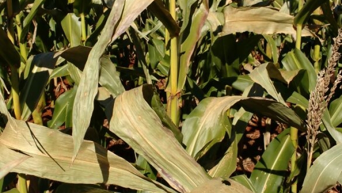 Emater-MG divulga levantamento de estimativa de área afetada pelas geadas em pastagens, grãos, frutas, hortaliças e flores