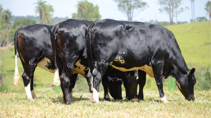 Vacas que pastejam na sombra produzem quatro vezes mais embriões