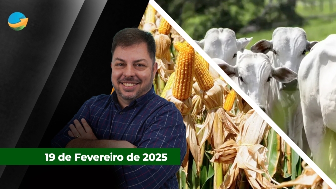 Pressão sobre arroba do boi continua com novo ajuste em SP; B3 recua com evolução da colheita do milho verão e melhora pontual na oferta