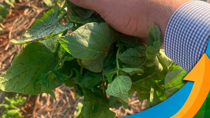 Clima seco e quente, mutação da mosca branca e não cumprimento do vazio sanitário fizeram explodir as viroses do feijão