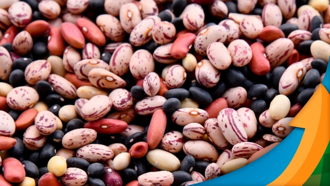 Mesmo com bons preços produtores de feijão estão sem estímulo para expandir área de plantio