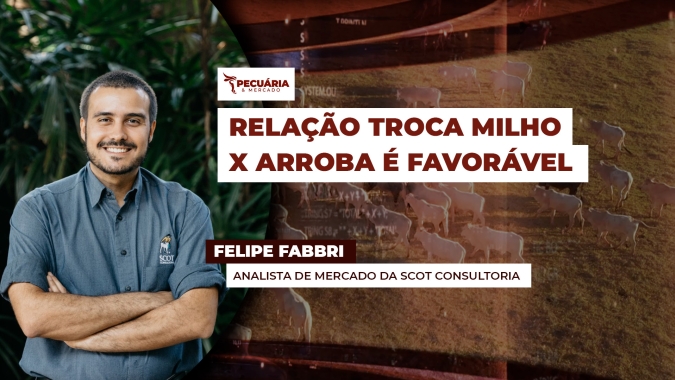 Preço do milho cai mais que arroba do boi em julho e relação de troca favorece pecuarista
