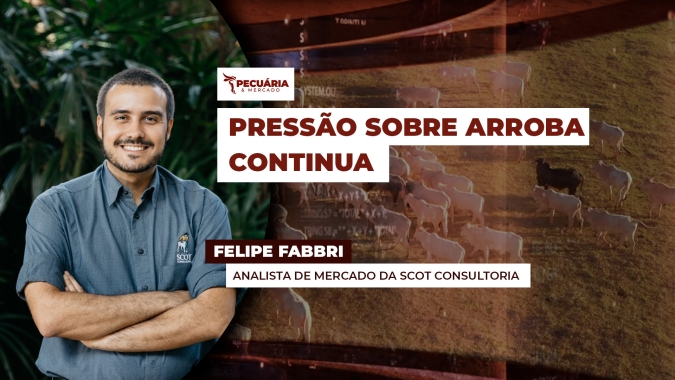 Boi: cenário de pressão deve se estender e após romper os R$300/@ , novos patamares serão testados