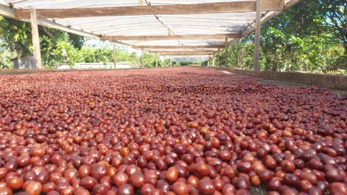 Café robusta: Com crise climática afetando produção, Indonésia e Vietnã compram cada vez mais do Brasil