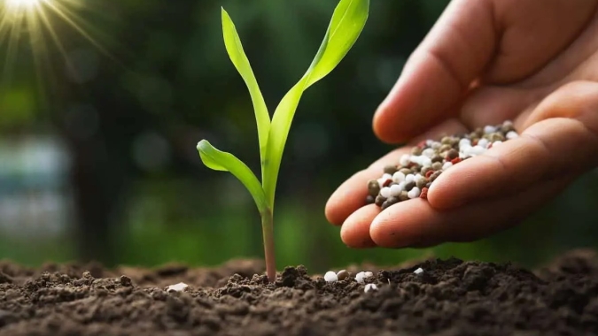 Atraso no plantio da soja posterga compras de fertilizantes para 2ª safra de milho 2025