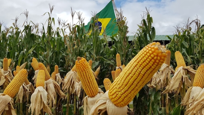 Milho abre a sexta-feira ainda em alta na Bolsa de Chicago