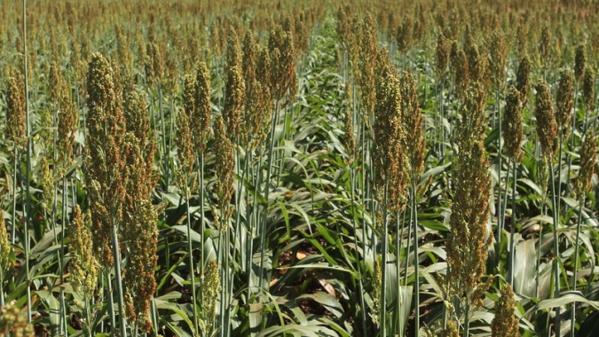 Novo híbrido de sorgo com alta produtividade de grãos está em oferta para contratos de cooperação técnica e licenciamento