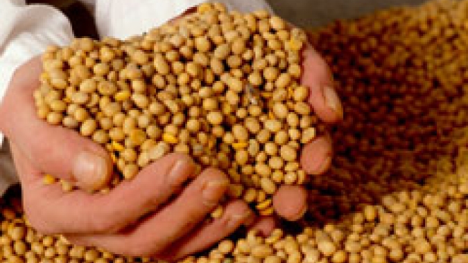 Soja/Cepea: Maior demanda eleva preços do grão