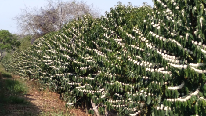 Primeira florada da safra 22 de café abre na principal área de produção de arábica, mas continuidade das chuvas preocupa produtor