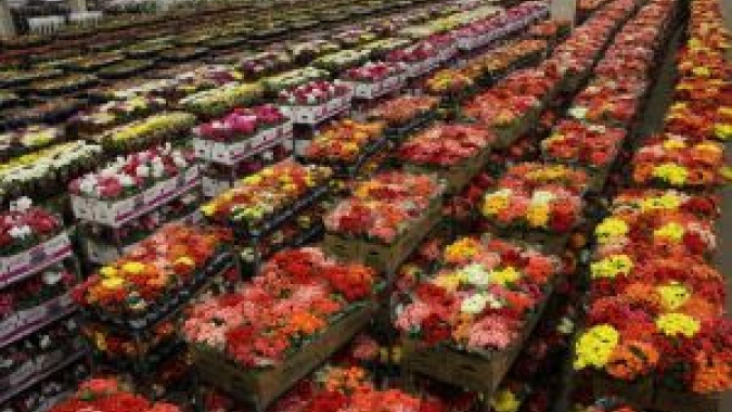 Em Finados, venda de flores na CEAGESP deve crescer até 15%