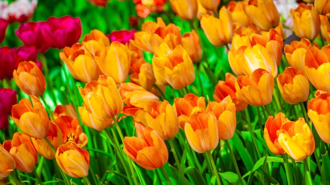 Valor afetivo das flores movimenta 18% das vendas anuais no Dia das Mães