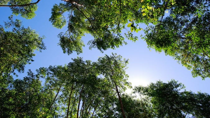 Brasil, Índia e Indonésia têm que receber por preservação do meio ambiente, diz Guedes