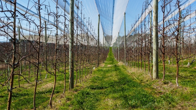 Rasip Agro investe em fruticultura regenerativa para ampliar produtividade e fortalecer qualidade do solo em Vacaria (RS)
