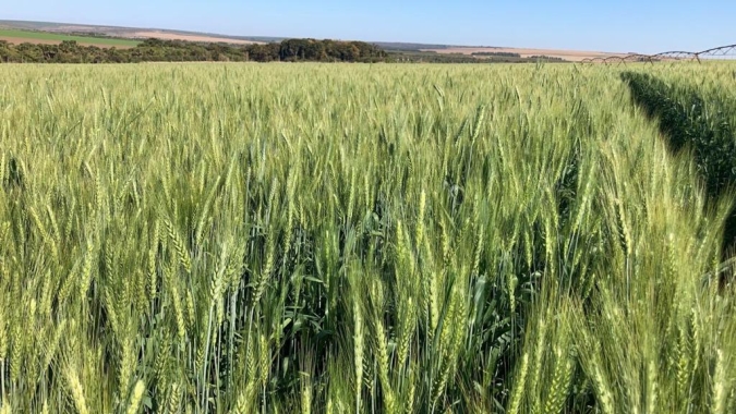 Trigo irrigado cresce no Cerrado Brasileiro