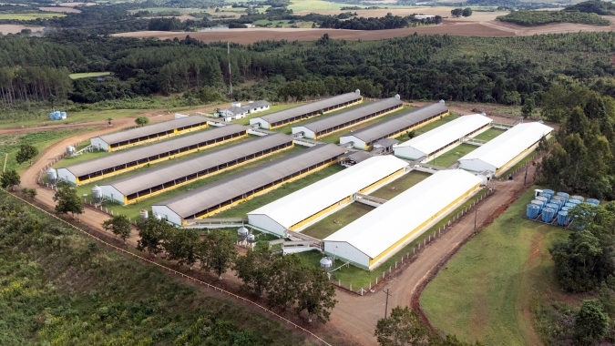Copercampos vai ampliar suinocultura e abre espaço para novos integrados