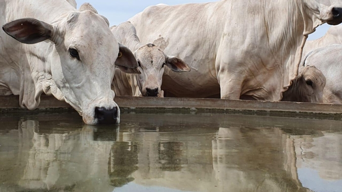 Planejamento da seca começa um ano antes e é decisivo para a produtividade da pecuária