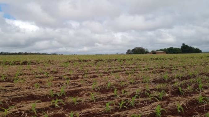Clima favorece estabelecimento inicial do milho no Rio Grande do Sul