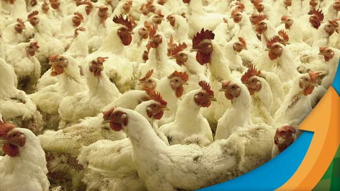 Frango: cotações mistas encerram esta quarta-feira (29)