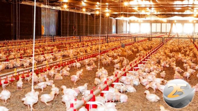 Com excesso de oferta, preço do frango cai no acumulado de maio, diz analista