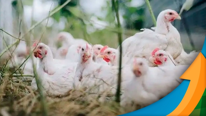 Frango: quarta-feira (24) fecha com cotações estáveis ou em queda