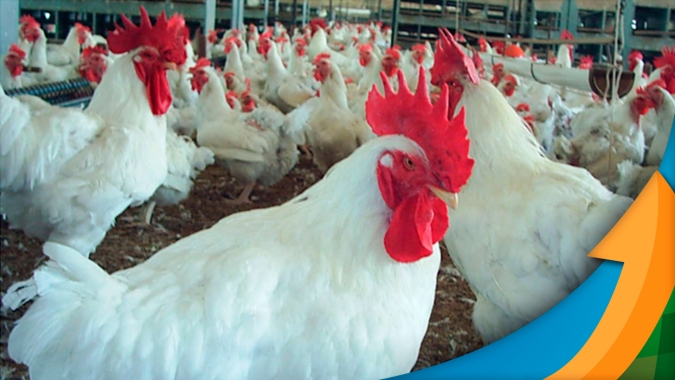 Frango: preços do setor ficam, na maioria, estáveis nesta quinta-feira (11)