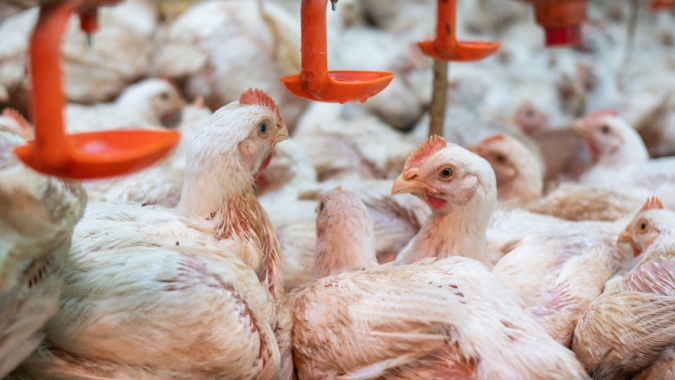 Cotações no mercado do frango ficam estagnadas nesta sexta-feira (23)