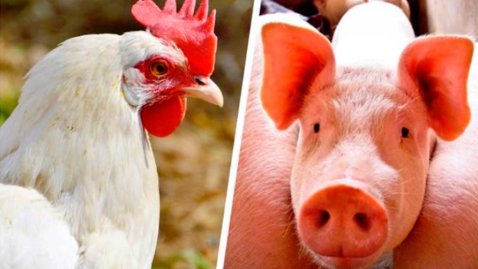 Sustentabilidade na produção de aves e suínos vem desde licenciamento ambiental, tratamento de dejetos até impactos econômicos da porteira para dentro