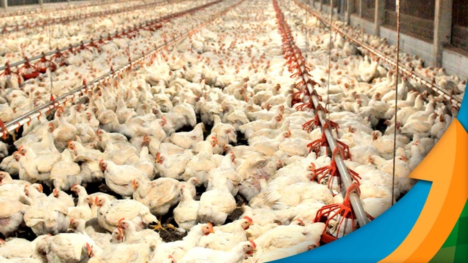 Redução na produção de aves de corte no RS ajuda a equilibrar custos e preço da proteína