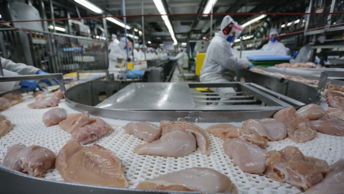 Com recorde, Paraná lidera produção de frango; abate de suínos também avança