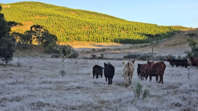Frio persiste no Sul e geadas ainda preocupam produtores rurais