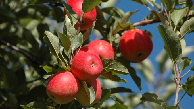 Maçã brasileira tem safra marcada por frutas ainda mais saborosas